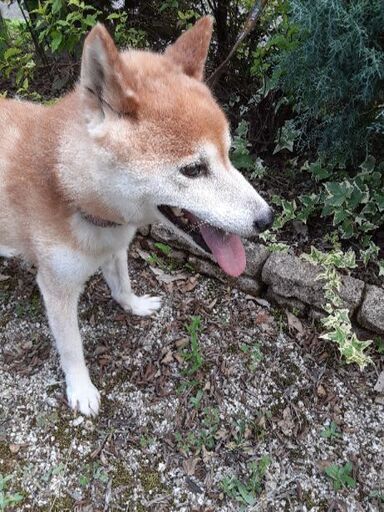柴犬オス８才体重８キロ去勢手術済 レモンティー 江南の犬の里親募集 ジモティー
