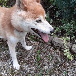 柴犬オス８才体重８キロ去勢手術済 レモンティー 江南の犬の里親募集 ジモティー