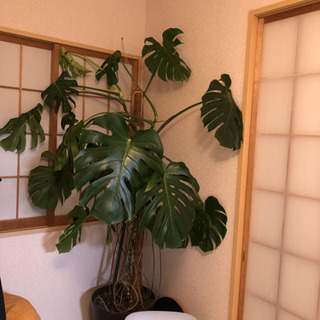 神奈川県の中古モンステラが無料 格安で買える 4ページ目 ジモティー 神奈川県の中古モンステラが無料 格安で買える 4ページ目 ジモティー