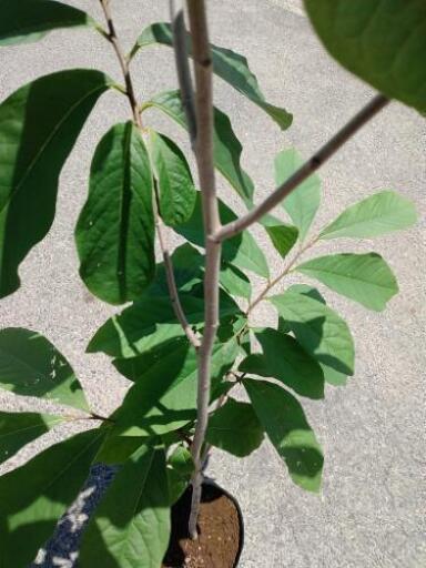 ポポーの樹、不織布ポット植え七号7年生以上【おすすめの果樹】