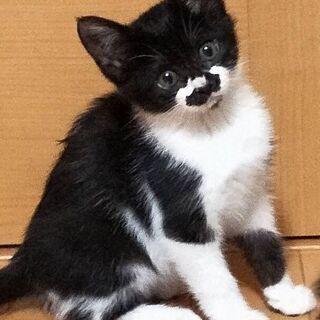 仔猫の里親さん募集しますの画像