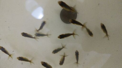 らんちゅう稚魚18匹1000円 このペア最後 Nayu0908 池部のその他の中古あげます 譲ります ジモティーで不用品の処分