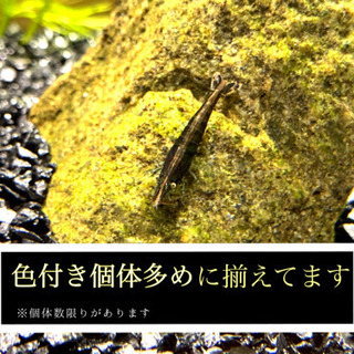 掃除屋 ミナミヌマエビ10匹 1匹 淡水 Kind 栄町のその他の中古あげます 譲ります ジモティーで不用品の処分 掃除屋 ミナミヌマエビ10匹 1匹 淡水 Kind 栄町のその他の中古あげます 譲ります ジモティーで不用品の処分