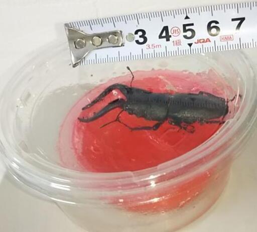 ノコギリクワガタ オス 36匹(全て水牛型)