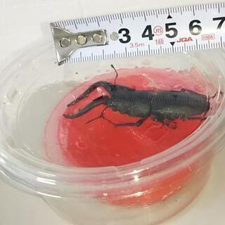ノコギリクワガタ オス 36匹(全て水牛型)