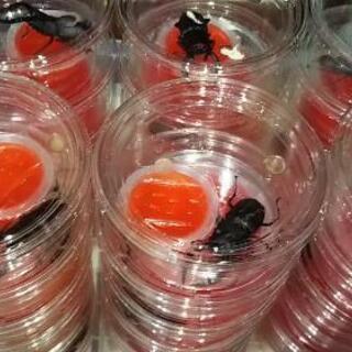 ノコギリクワガタ オス 36匹(全て水牛型)