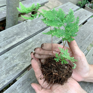 岩松 植物苗 抜き苗