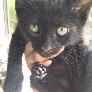 【大至急】黒い子猫♂生後2ヶ月