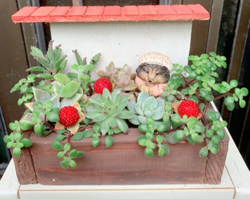 ★このまま飾れる★多肉植物 寄せ植え 手作り木製ハリネズミちゃんプランター寄せ
