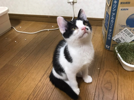生後3ヶ月のオス猫ちゃん エイズキャリア Ryota 杉並の猫の里親募集 ジモティー