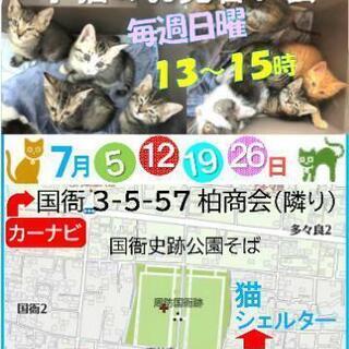 日曜日！子猫のお見合い会☆    4日間、里親募集