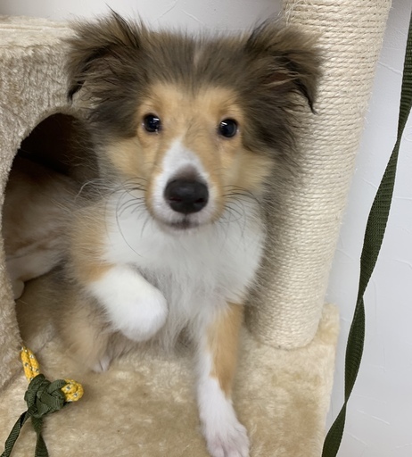 3ヶ月男の子シェルティ里親募集中 プリベ動物病院 運動公園前のその他の里親募集 ジモティー