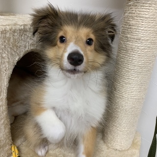 3ページ目 愛知県 豊橋市の犬の里親募集 ジモティー