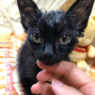 【急募】黒猫赤ちゃんの里親さん探しています！