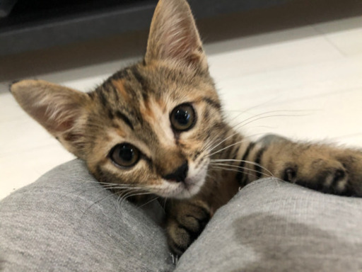 超癒し系仔猫お話中 Fume 京都の猫の里親募集 ジモティー 超癒し系仔猫お話中 Fume 京都の猫の里親募集 ジモティー