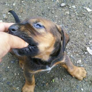 (里親様決定！)とってもかわいい土佐犬パピー(女の子)　新しいおうちを探しています。 − 埼玉県