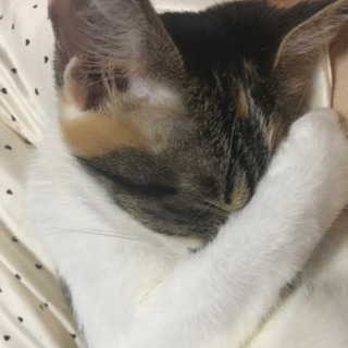 甘えん坊の三毛猫ちゃんです🐱 − 長崎県