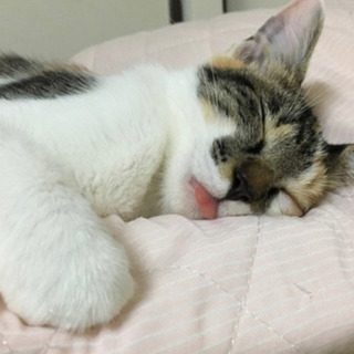 甘えん坊の三毛猫ちゃんです🐱 - 里親募集