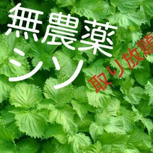 いろいろ シソ 苗 面白い新しい壁紙fhd
