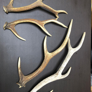 取引中 鹿の角 4本 あんじゅ 林間田園都市のその他の中古あげます 譲ります ジモティーで不用品の処分