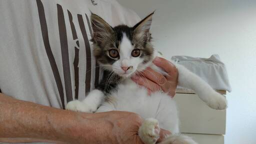 ゴルフ場で保護した兄弟です (ヨッピン) 三島の猫の里親募集|ジモティー