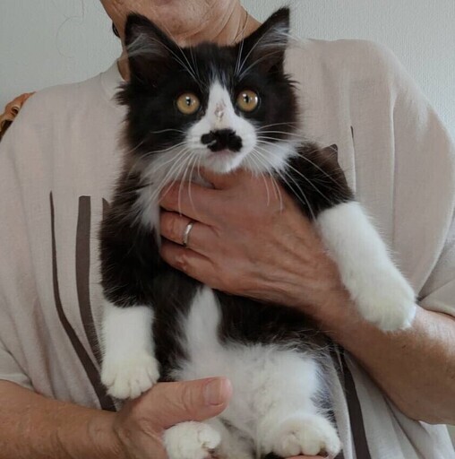 ゴルフ場で保護した兄弟です (ヨッピン) 三島の猫の里親募集|ジモティー