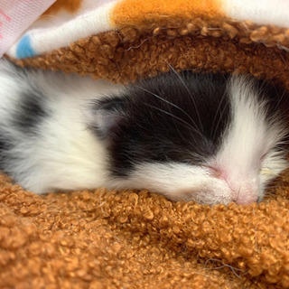 生後2週間程の白黒猫♂