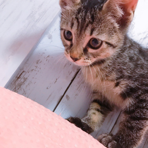 チャイちゃん決定済み Ma Ko 保土ケ谷の猫の里親募集 ジモティー