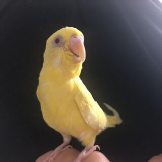 セキセイインコを探しています。