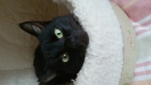 かわいい黒猫の里親さんになってください ふく 東林間の猫の里親募集 ジモティー
