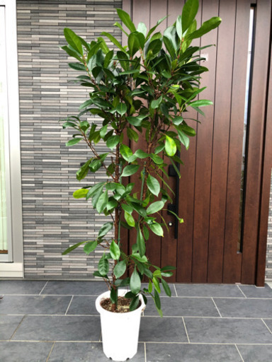 観葉植物大型サイズ大きいサイズ マコト 三郷のその他の中古あげます 譲ります ジモティーで不用品の処分