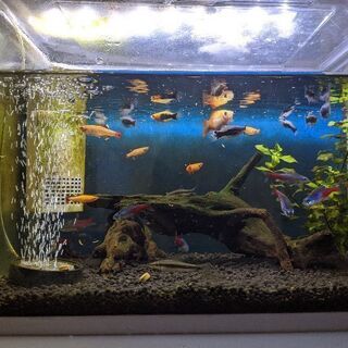 福岡県の中古アカヒレが無料 格安で買える ジモティー