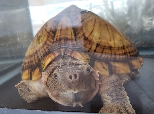 カブトニオイガメ【推定6～7歳】 (sorato) 出雲市のその他の里親募集  