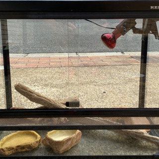 爬虫類ケージ、飼育一式セット