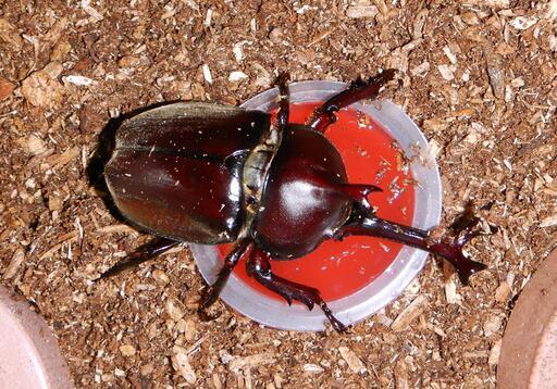 国産カブトムシ オス メスお子さんはサービス 華宵 御所のその他の中古あげます 譲ります ジモティーで不用品の処分