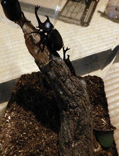 国産カブトムシ オス メスお子さんはサービス 華宵 御所のその他の中古あげます 譲ります ジモティーで不用品の処分