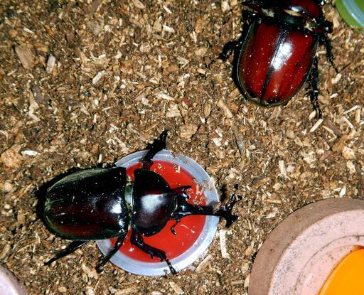 国産カブトムシ オス メスお子さんはサービス 華宵 御所のその他の中古あげます 譲ります ジモティーで不用品の処分