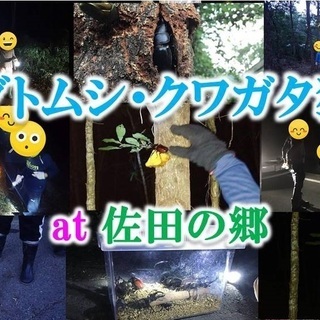 カブトムシ・クワガタ狩り at 佐田の郷（４年目、８/２１まで開催！）