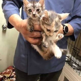 募集一時停止　　　動物病院で保護🐱パステルミケとサバトラちゃん💖...