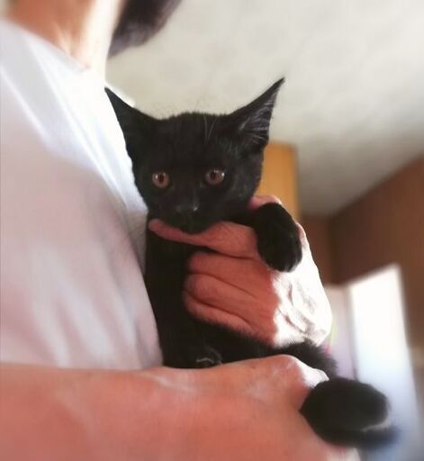 生後およそ２ヶ月半 優しい黒猫ちゃん ぺりからす 近鉄郡山の猫の里親募集 ジモティー