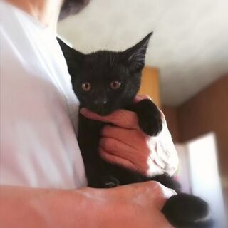 生後およそ２ヶ月半、優しい黒猫ちゃん
