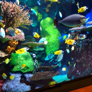 格安❗️大型❗️パナソニック ビエラ 65インチ 液晶テレビ 65型 これ 