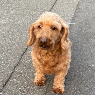大切に飼ってくれる方を募集します くうちゃん 大阪の犬の里親募集 ジモティー