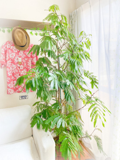 観葉植物エバーフレッシュ。ネムノキ　1尺鉢(10寸)