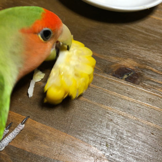 コザクラインコ 里親募集