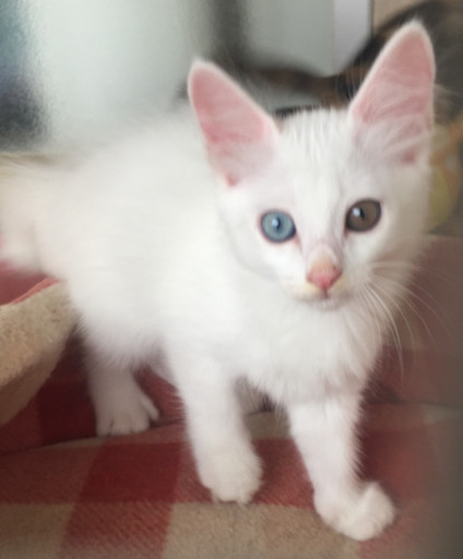 オッドアイの白猫 Xoxo 上益城の猫の里親募集 ジモティー