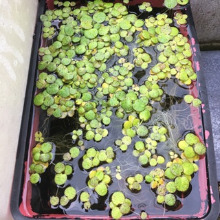 フロッグピットあげます。　水草　メダカ　金魚