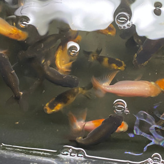らんちゅう稚魚いかがですか わたなべ 札幌のその他の中古あげます 譲ります ジモティーで不用品の処分