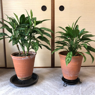 観葉植物 スパティフィラム2鉢
