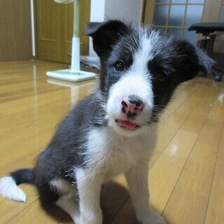 千葉県 香取市の犬の里親募集 ジモティー
